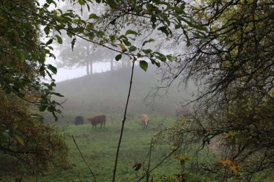 Foggy and cows Tannenheim Oberbalmberg, Solothurn (Switzerland)
