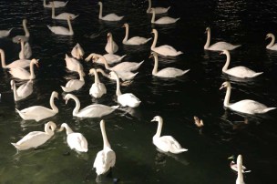 24 hours in Zurich Switzerland swans