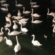 Many swans are found in Lake Zurich