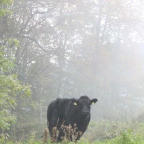 Black Cow at the Jura Mountains Switzerland