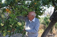 An old man picking oranges in a village next to Nazareth