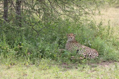 Leopard, cheetah, jungle, safari, tanzania, Serengeti