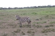 Zebra-tanzania-serengetti-safari-animal-jungle-46