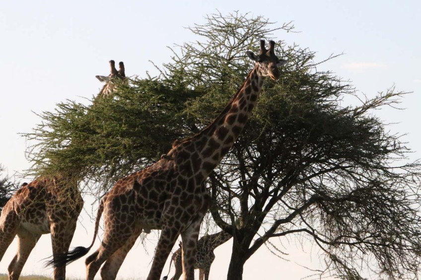 giraffe, wild, tanzania, jungle, safari,