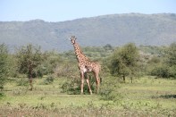 giraffe, wild, tanzania, jungle, safari,