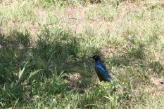 blue bird, jungle, tanzania, safari