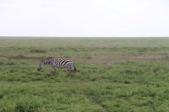 46-zebra-tanzania-serengetti-safari-animal-jungle-37