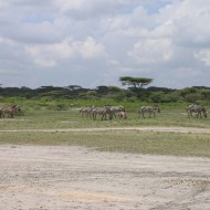 48-zebra-tanzania-serengetti-safari-animal-jungle-52