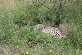 Leopard, cheetah, jungle, safari, tanzania, Serengeti