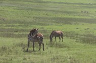 7.5-zebra-tanzania-serengetti-safari-animal-jungle-3