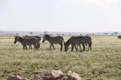 7.6-zebra-tanzania-serengetti-safari-animal-jungle-17