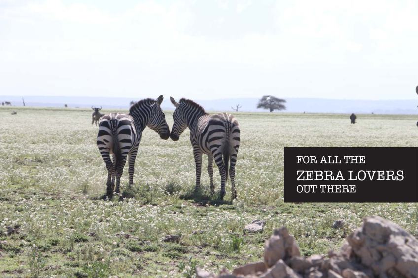 zebra, animal, jungle, tanzania, safari