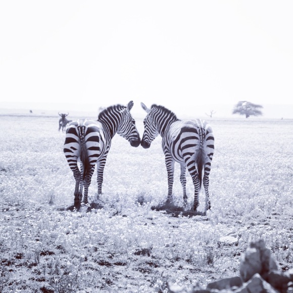 zebra-tanzania-serengetti-safari-animal-jungle-75