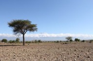 Nature, African, Tanzanian, Moshi, Tanzania, Kilimanjaro