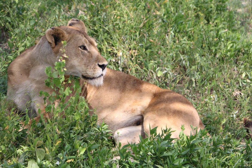 1-lioness-tanzania-serengetti-safari-animal-jungle-14