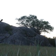 lion-tanzania-serengetti-safari-animal-jungle-16